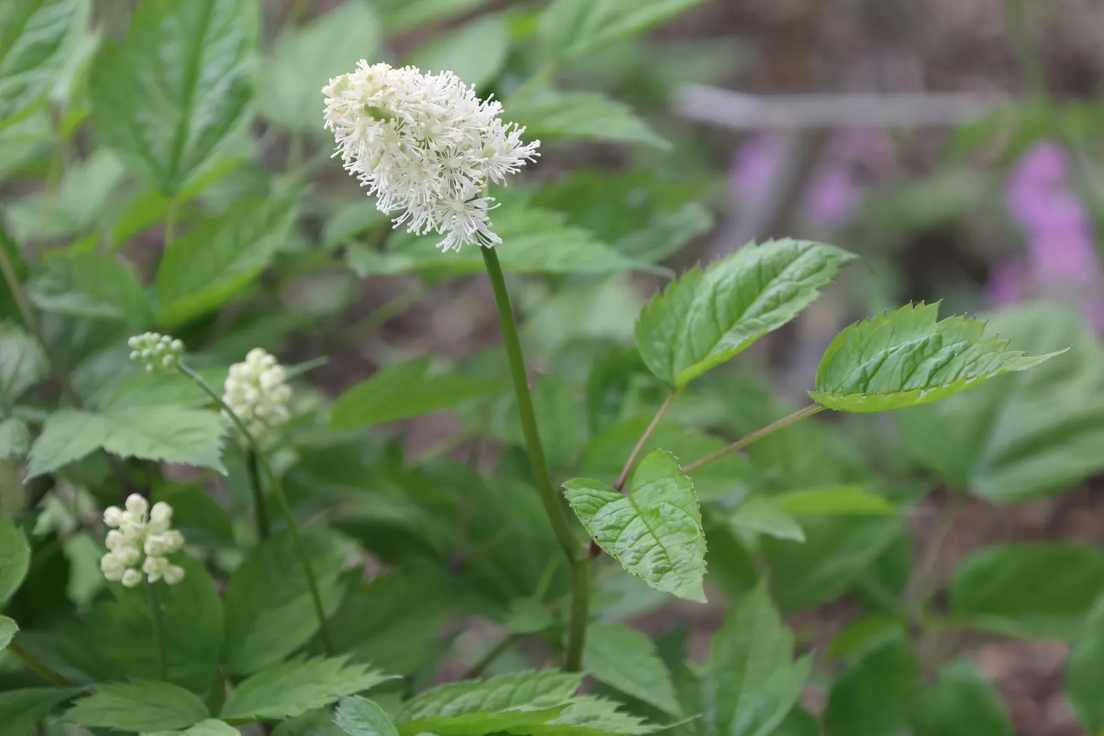White Baneberry (Actaea Pachypoda) — terminal clusters called racemes; reminiscent of the pupil of an eye
