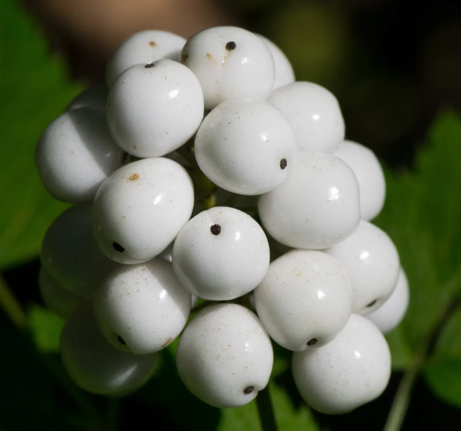 White Baneberry (Actaea Pachypoda) — north-facing sides of buildings.<br><br>In spring; it thrives in partial to full shade and prefers moist, fertile soil