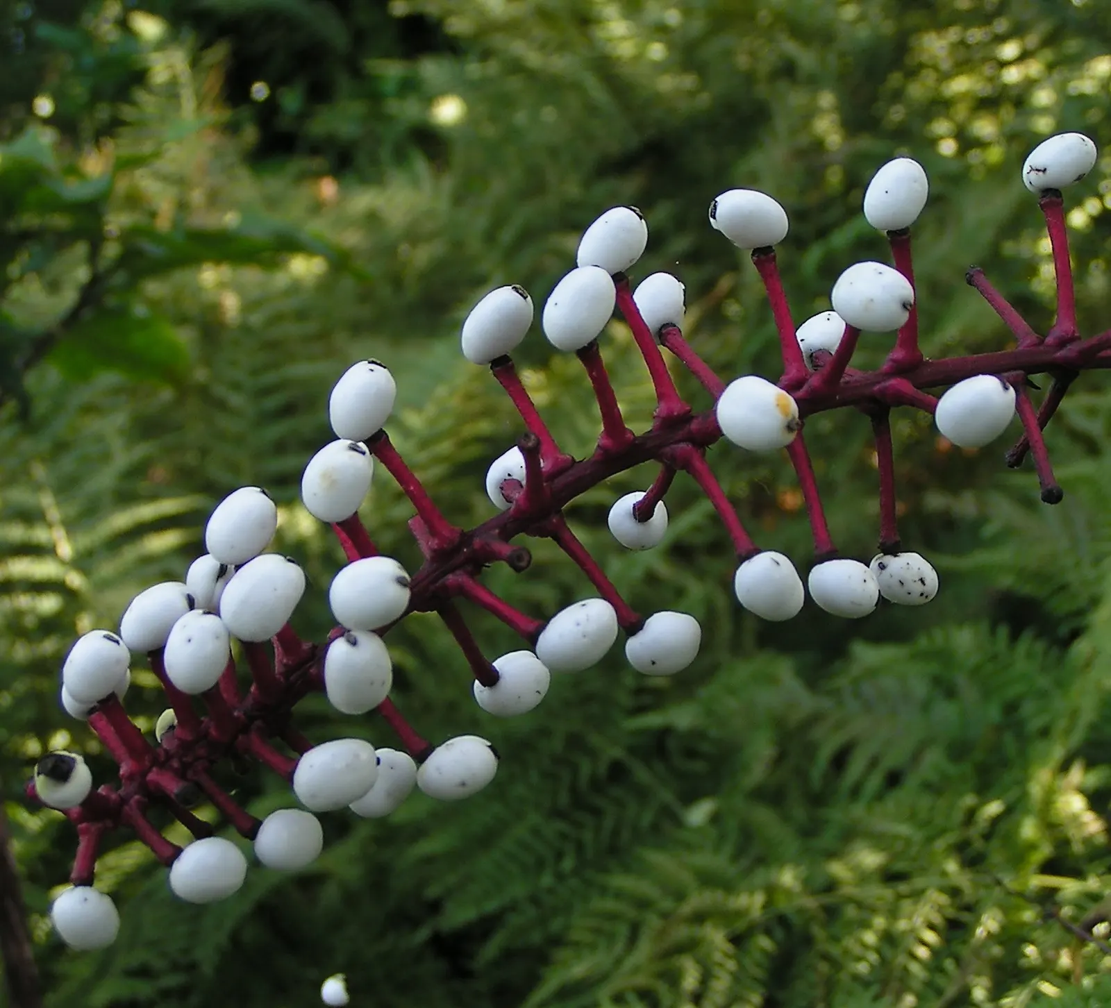White Baneberry (Actaea Pachypoda) — terminal clusters called racemes; reminiscent of the pupil of an eye, image 66