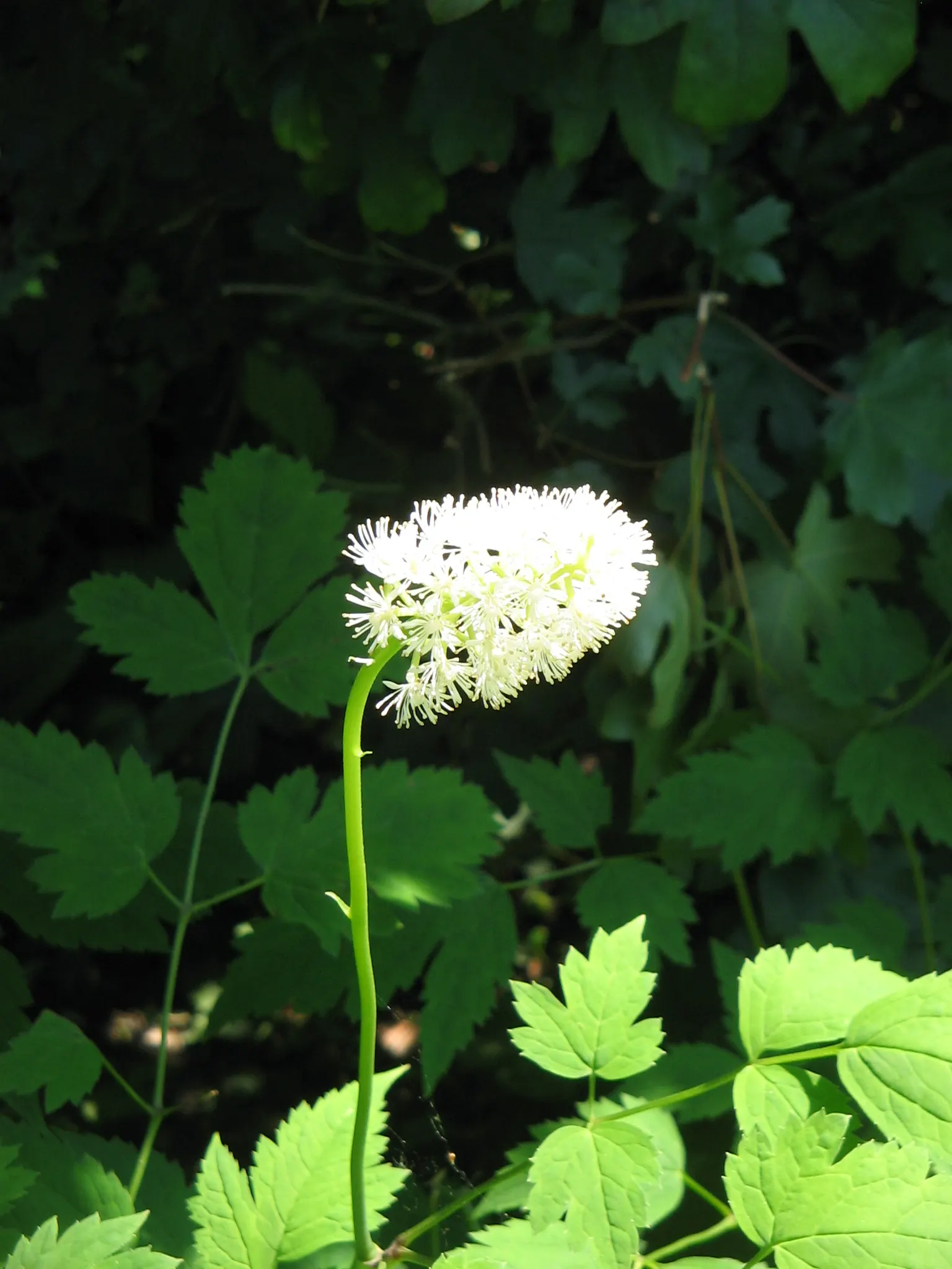 White Baneberry (Actaea Pachypoda) — perennial for deep shade or shade; deep green texture throughout the growing season