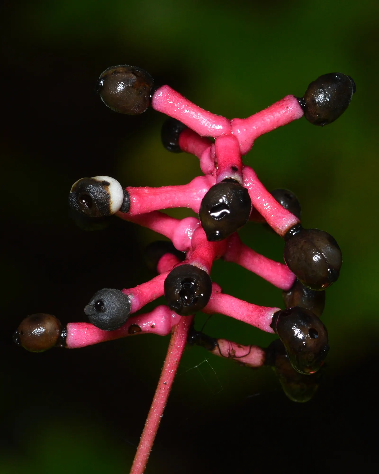 White Baneberry (Actaea Pachypoda) — presents a unique and mystical element to any garden; every part of this plant is highly toxic if ingested, image 59