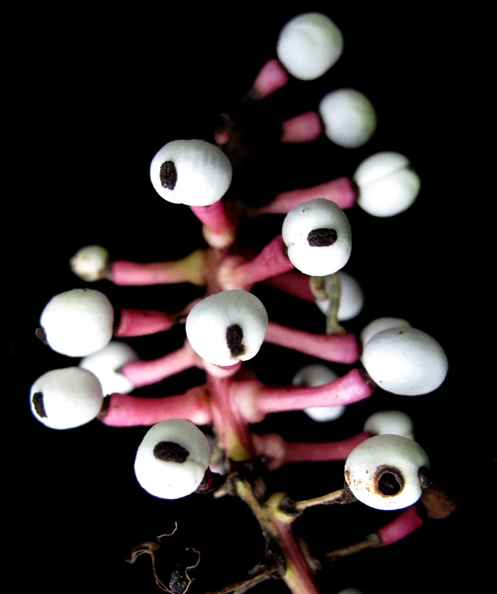 White Baneberry (Actaea Pachypoda) — the flowers give way to the distinctly eye-catching fruit - pearl-like berries with a contrasting black dot, image 68
