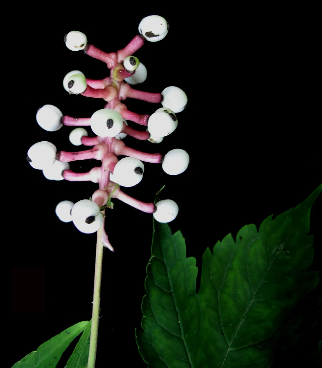 White Baneberry (Actaea Pachypoda) — offering a striking contrast.<br><br>However; perennial for deep shade or shade