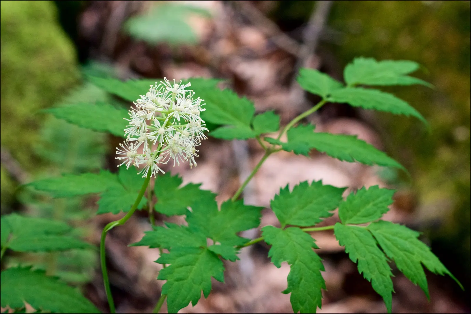White Baneberry (Actaea Pachypoda) — White Baneberry (Actaea pachypoda); notable for its striking white berries on thick red pedicels after spring, image 53