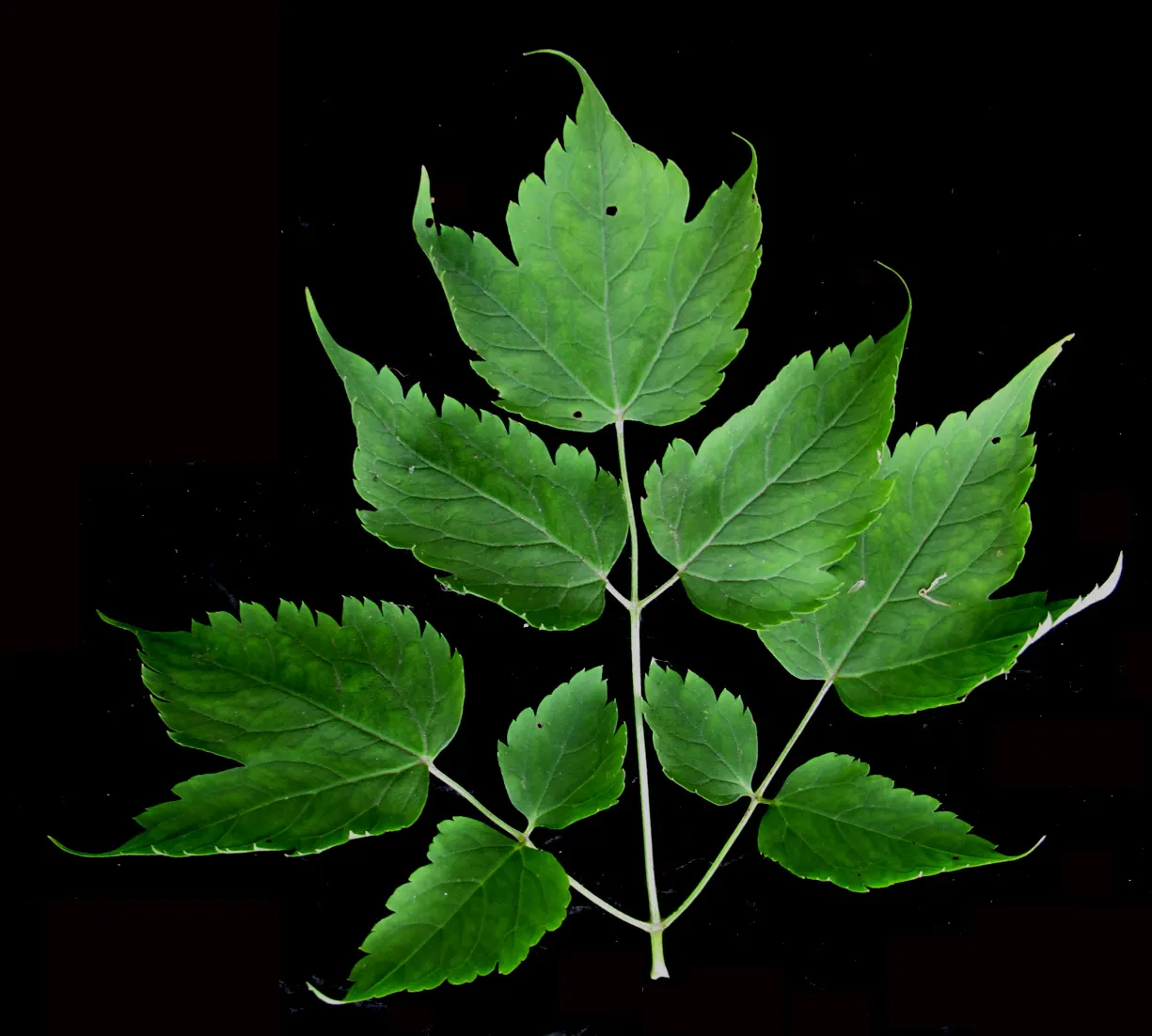 White Baneberry (Actaea Pachypoda) — the plant is toxic and best suited for woodland gardens away from children and pets