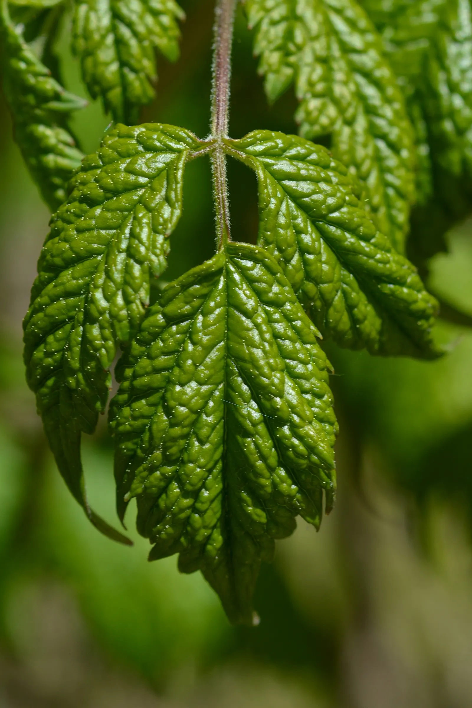 White Baneberry (Actaea Pachypoda) — Actaea pachypoda produces small white flowers on dense; well-drained soil and prefers a spot with partial to full shade