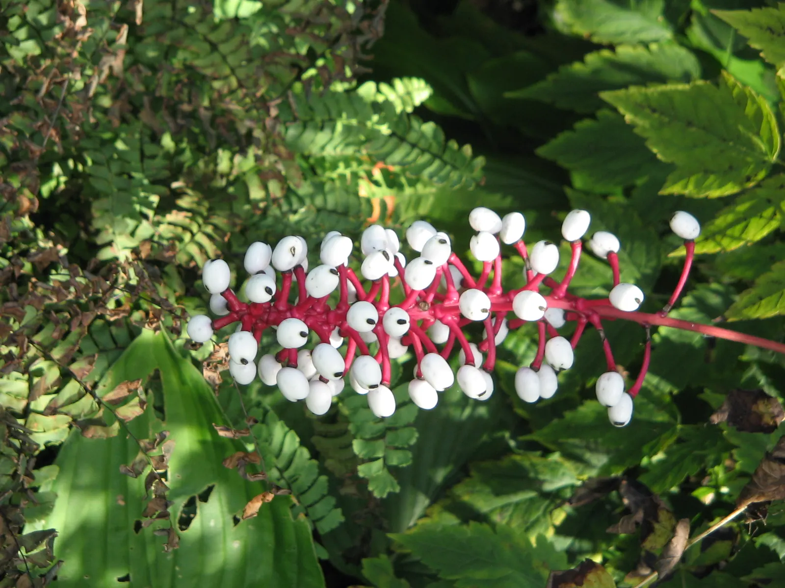 White Baneberry (Actaea Pachypoda) — making it ideal for areas under trees or on the cooler; the foliage comprises compound leaves with toothed, image 63