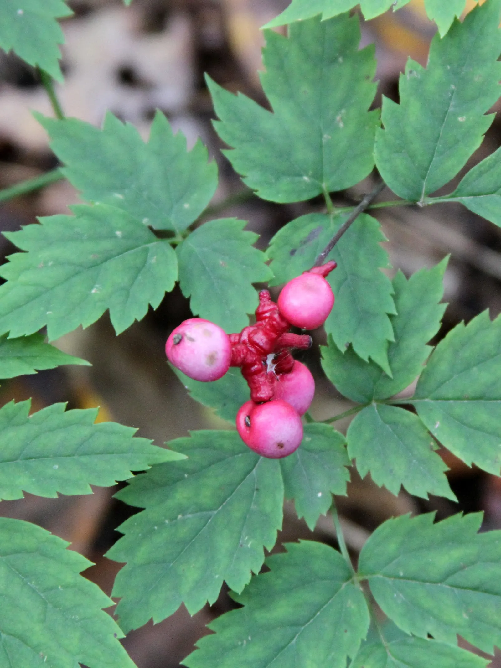 White Baneberry (Actaea Pachypoda) — which can reach up to 6 inches in length