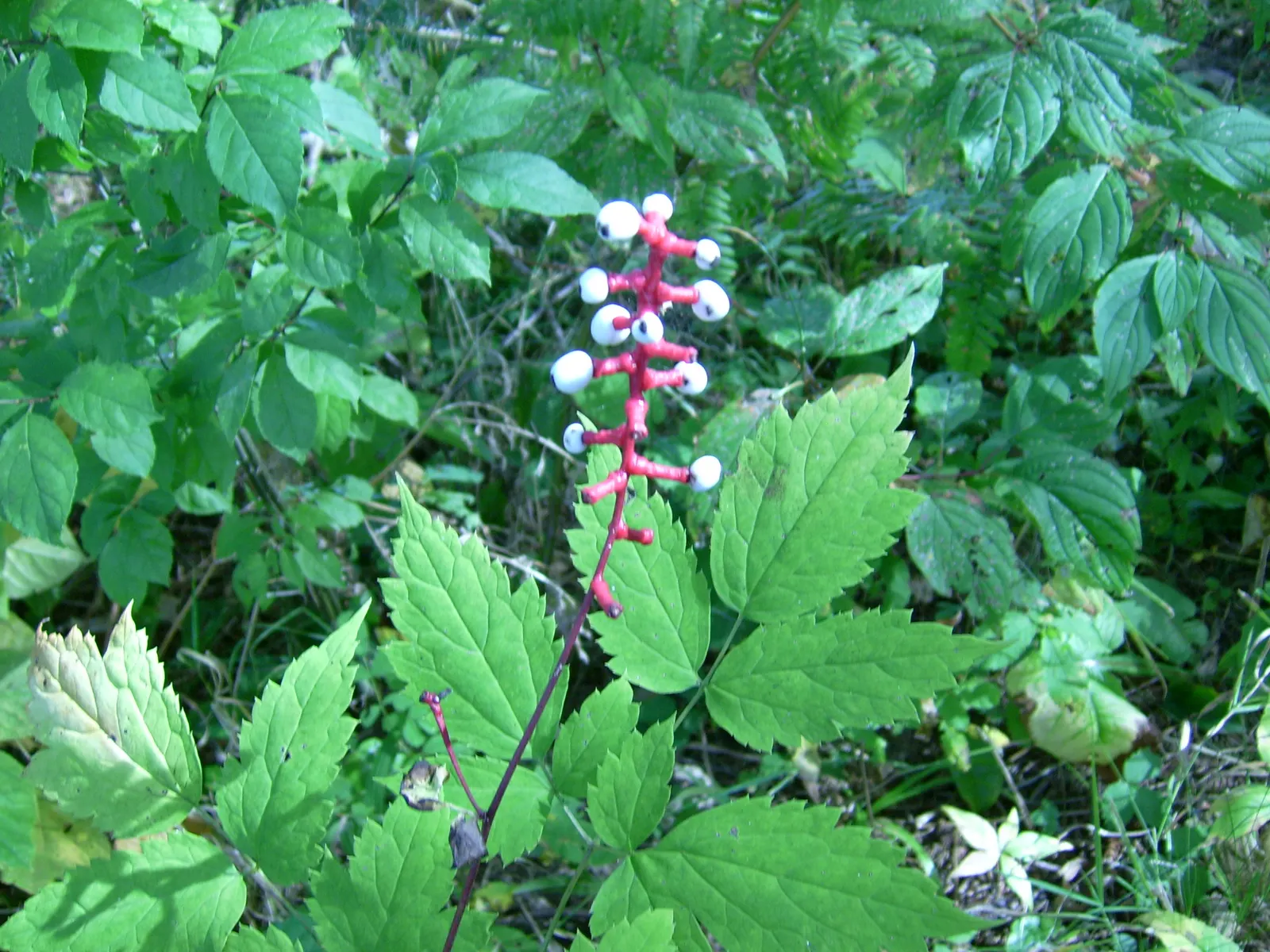 White Baneberry (Actaea Pachypoda) — White baneberry flourishes in rich; white fruit that gives it the common name "Doll\'s Eyes." This North, image 61