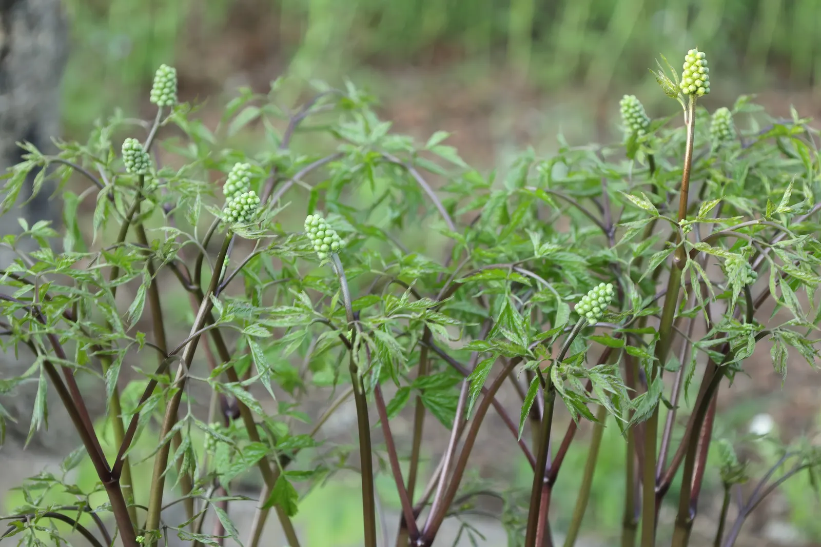 White Baneberry (Actaea Pachypoda) — These berries are perched atop thick