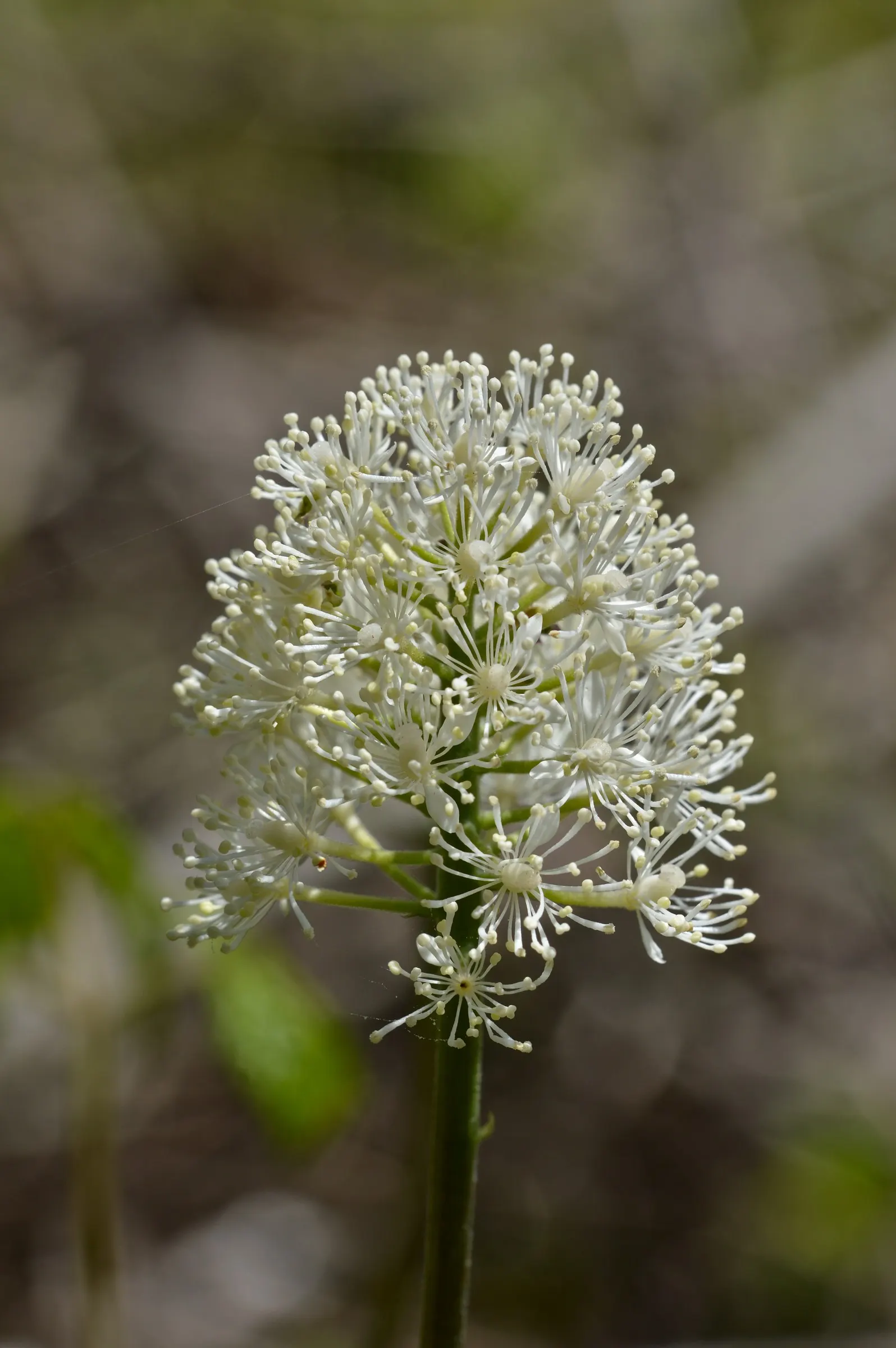 White Baneberry (Actaea Pachypoda) — perennial with white blooms