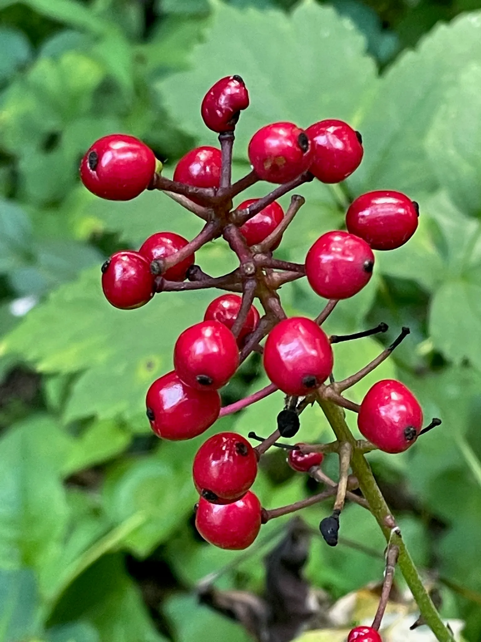 White Baneberry (Actaea Pachypoda) — north-facing sides of buildings.<br><br>In spring