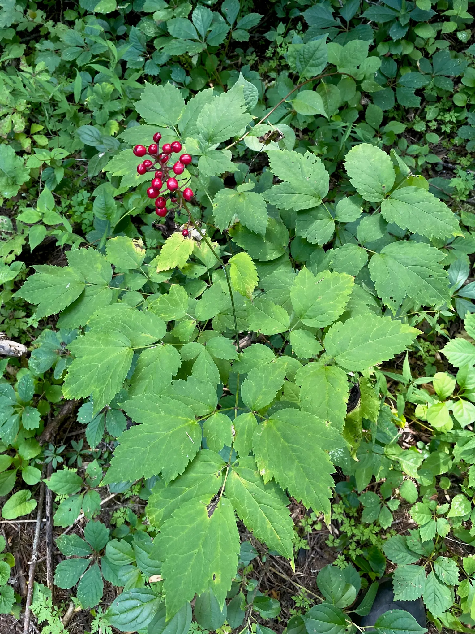 White Baneberry (Actaea Pachypoda) — presents a unique and mystical element to any garden