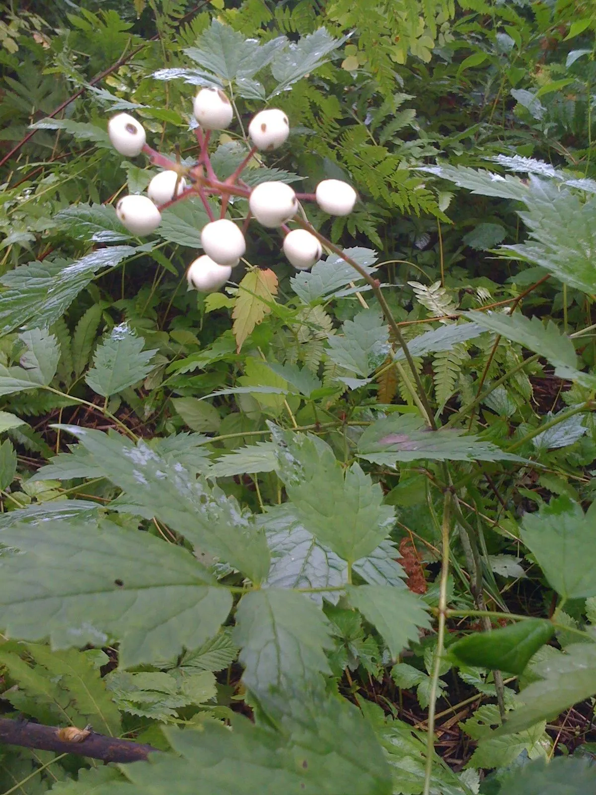 White Baneberry (Actaea Pachypoda) — perennial with white blooms; the flowers give way to the distinctly eye-catching fruit - pearl-like berries, image 77
