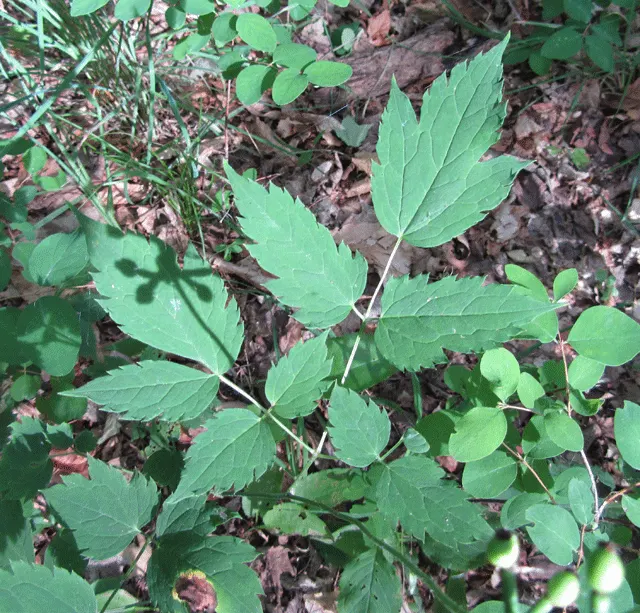 White Baneberry (Actaea Pachypoda) — Actaea pachypoda produces small white flowers on dense
