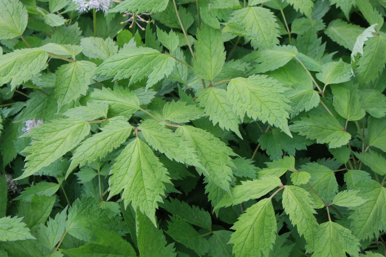 White Baneberry (Actaea Pachypoda) — making it ideal for areas under trees or on the cooler; the foliage comprises compound leaves with toothed leaflets