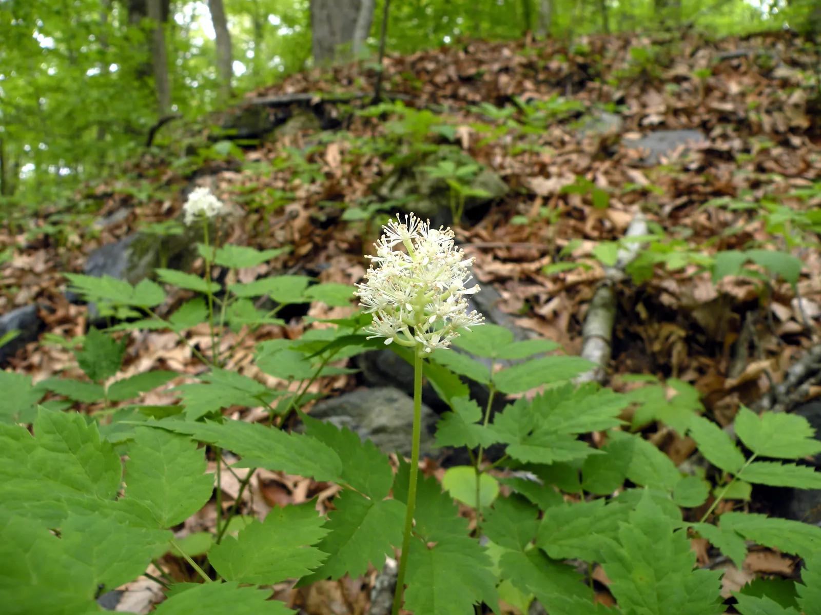 White Baneberry (Actaea Pachypoda) — north-facing sides of buildings.<br><br>In spring; it thrives in partial to full shade and prefers moist, image 64