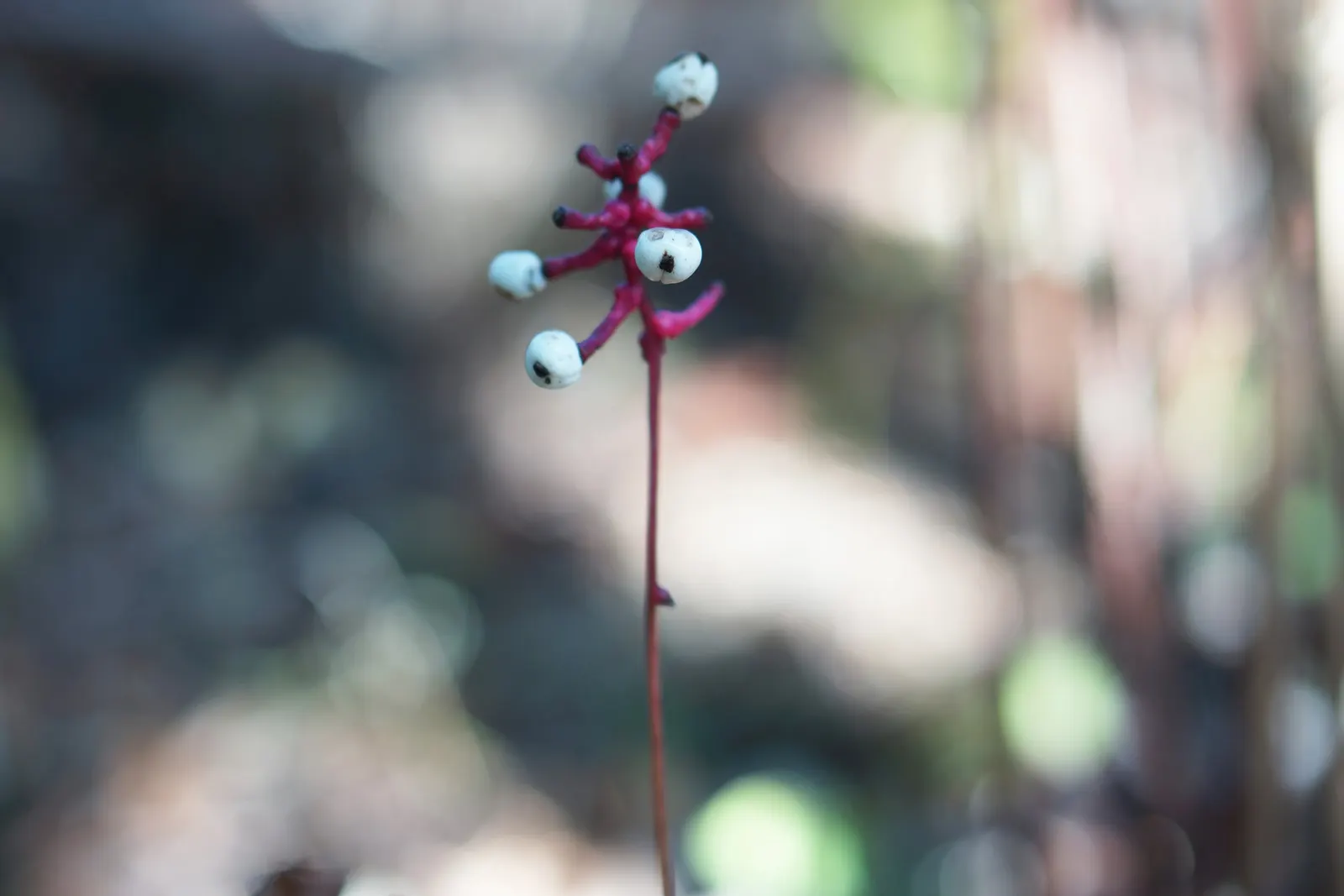 White Baneberry (Actaea Pachypoda) — It thrives in partial to full shade and prefers moist, fertile soil