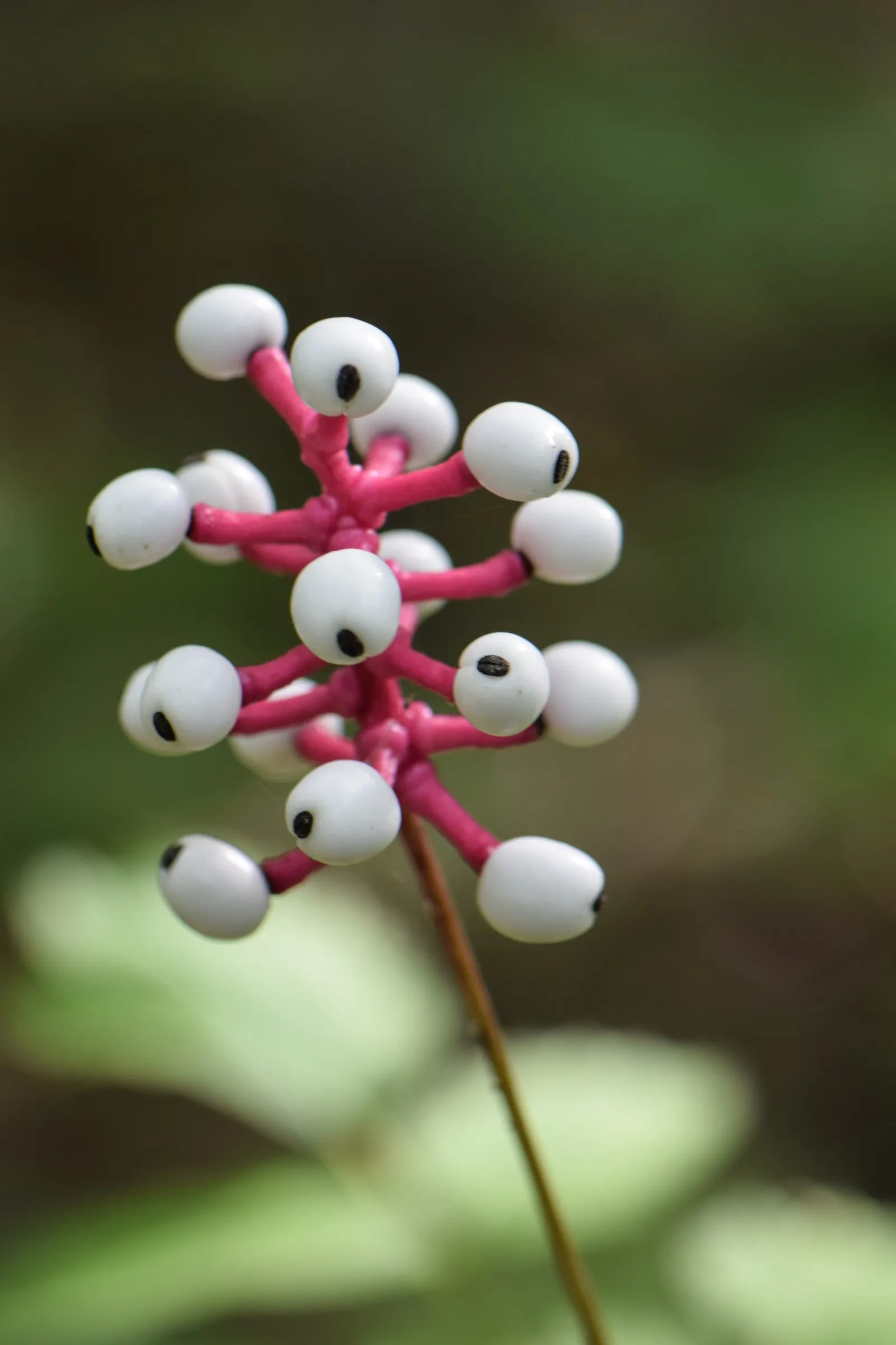 White Baneberry (Actaea Pachypoda) — It thrives in partial to full shade and prefers moist, fertile soil; these berries are perched atop thick