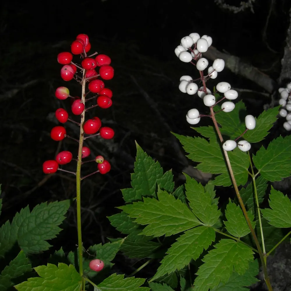 White Baneberry (Actaea Pachypoda) — which can reach up to 6 inches in length; white flowers in the garden, image 67