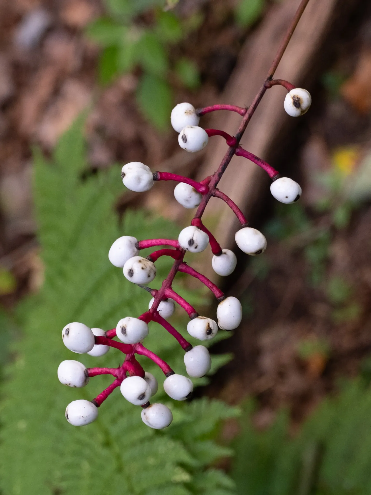 White Baneberry (Actaea Pachypoda) — White baneberry flourishes in rich
