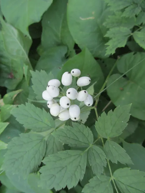 White Baneberry (Actaea Pachypoda) — well-drained soil and prefers a spot with partial to full shade; which can reach up to 6 inches in length, image 62