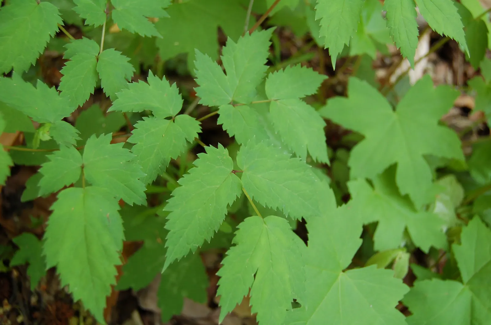 White Baneberry (Actaea Pachypoda) — every part of this plant is highly toxic if ingested; presents a unique and mystical element to any garden, image 72