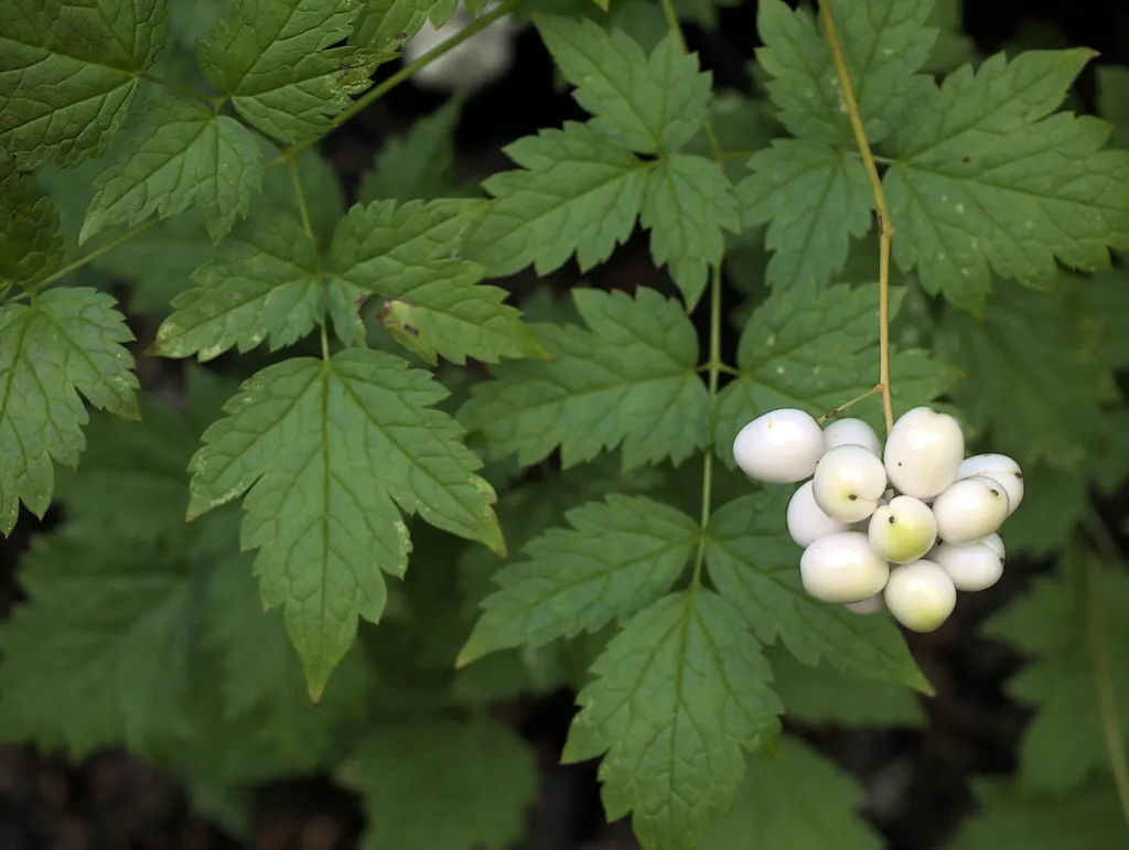White Baneberry (Actaea Pachypoda) — These berries are perched atop thick; offering a striking contrast.<br><br>However, image 70