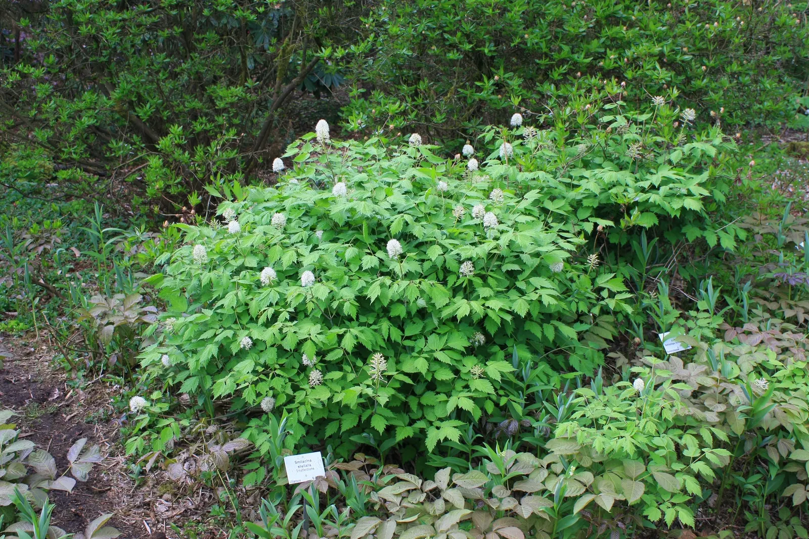 White Baneberry (Actaea Pachypoda) — Notable for its striking white berries on thick red pedicels after spring blooming; perennial with white blooms, image 56