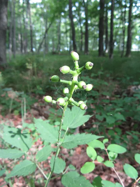 White Baneberry (Actaea Pachypoda) — presents a unique and mystical element to any garden; every part of this plant is highly toxic if ingested