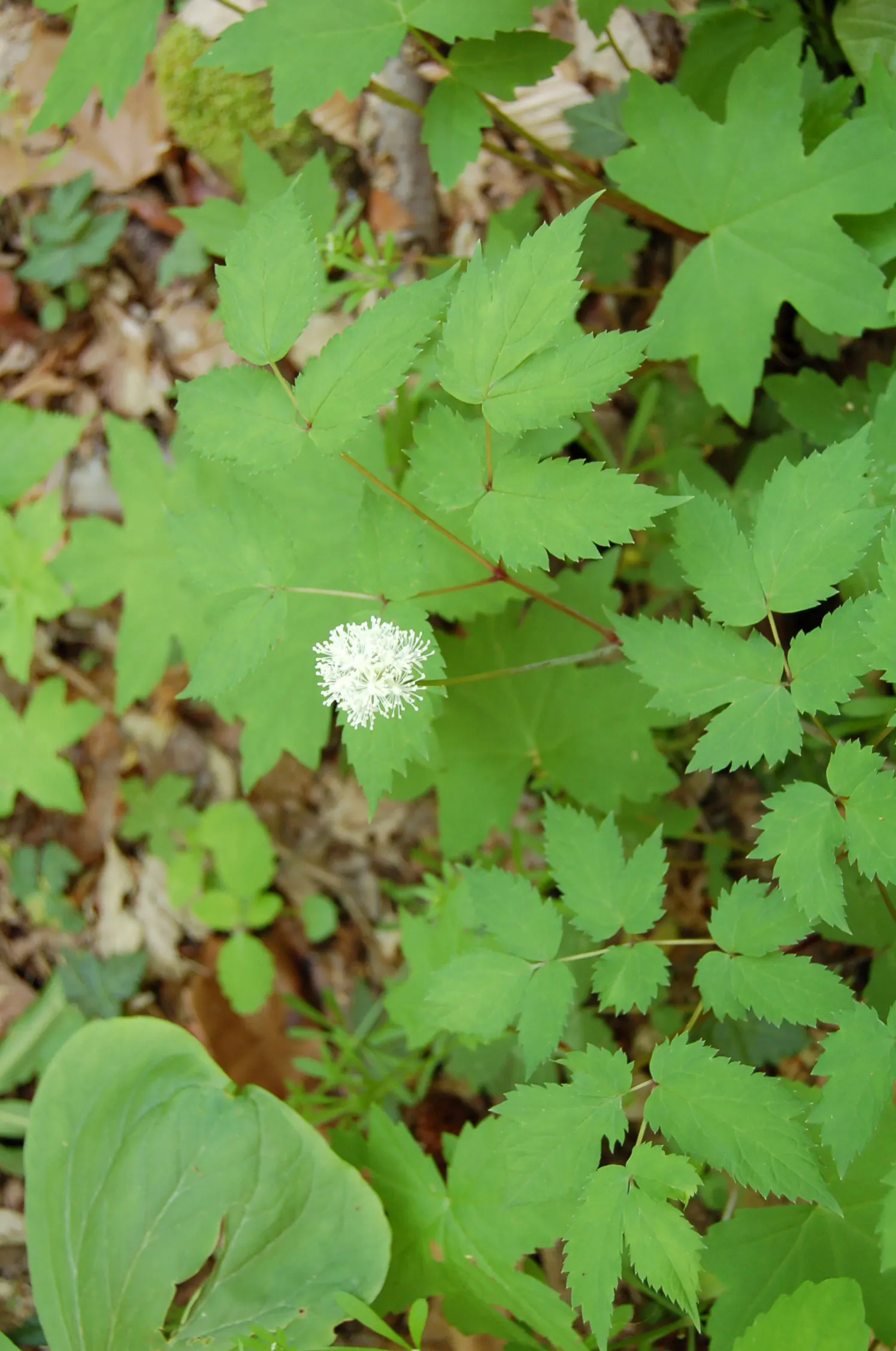 White Baneberry (Actaea Pachypoda) — The foliage comprises compound leaves with toothed leaflets; a critical point to note if the landscape is accessible to