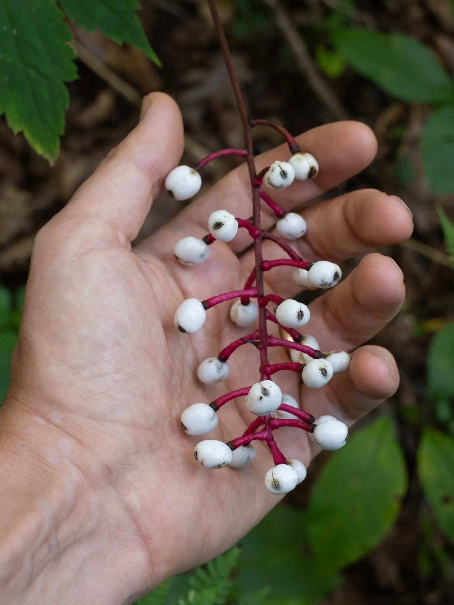 White Baneberry (Actaea Pachypoda) — a critical point to note if the landscape is accessible to children or pets