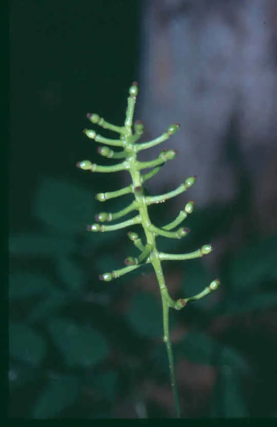 White Baneberry (Actaea Pachypoda) — a critical point to note if the landscape is accessible to children or pets; terminal clusters called racemes