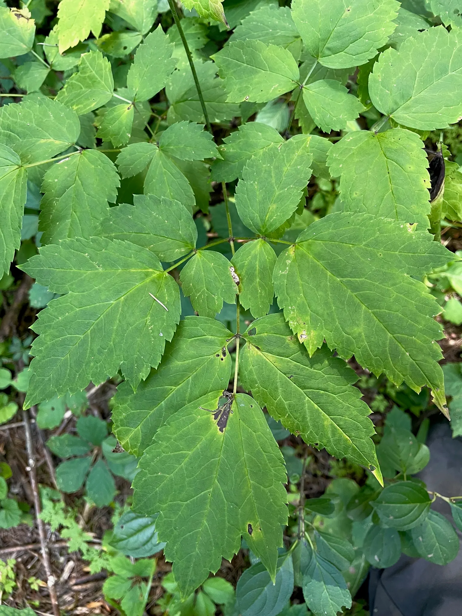 White Baneberry (Actaea Pachypoda) — every part of this plant is highly toxic if ingested