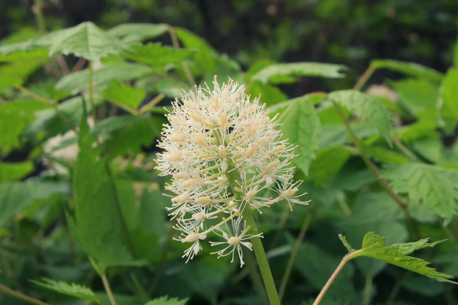 White Baneberry (Actaea Pachypoda) — also known as 'Doll's Eyes,' is a North American perennial reaching heights of 1.5-2.5 feet; making it ideal, image 54