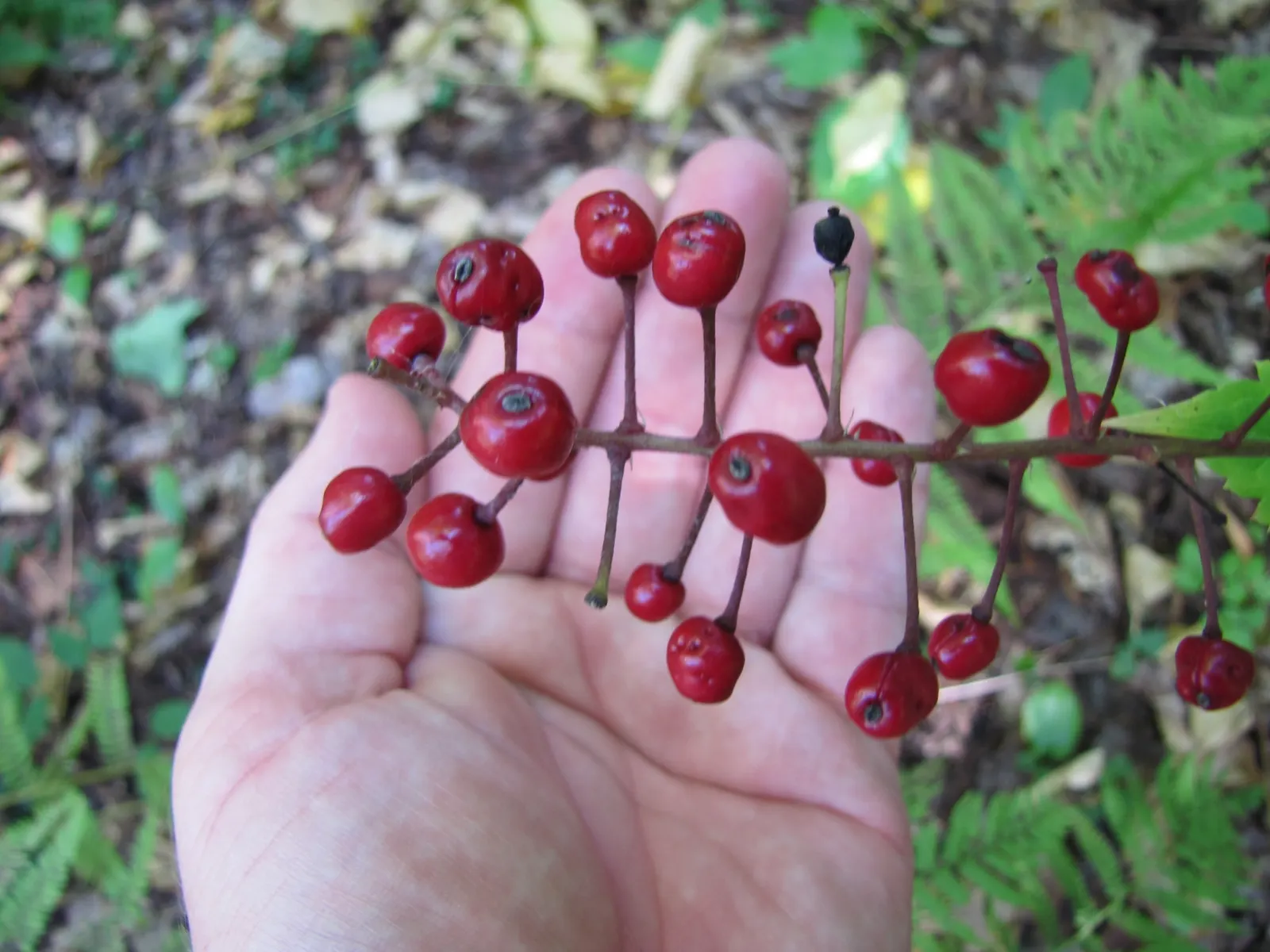 White Baneberry (Actaea Pachypoda) — also known as 'Doll's Eyes,' is a North American perennial reaching heights of 1.5-2.5 feet