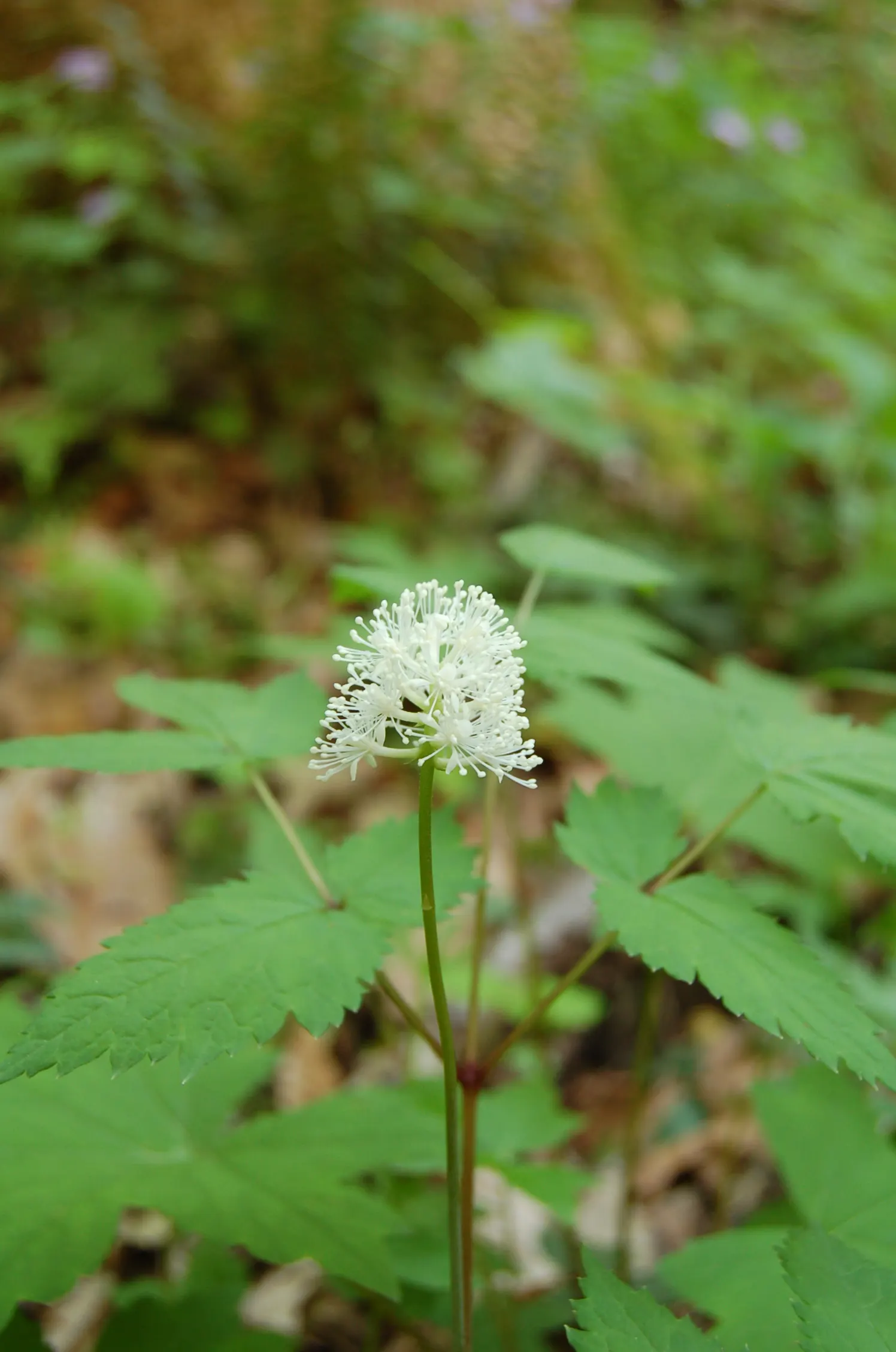 White Baneberry (Actaea Pachypoda) — reminiscent of the pupil of an eye; north-facing sides of buildings.<br><br>In spring