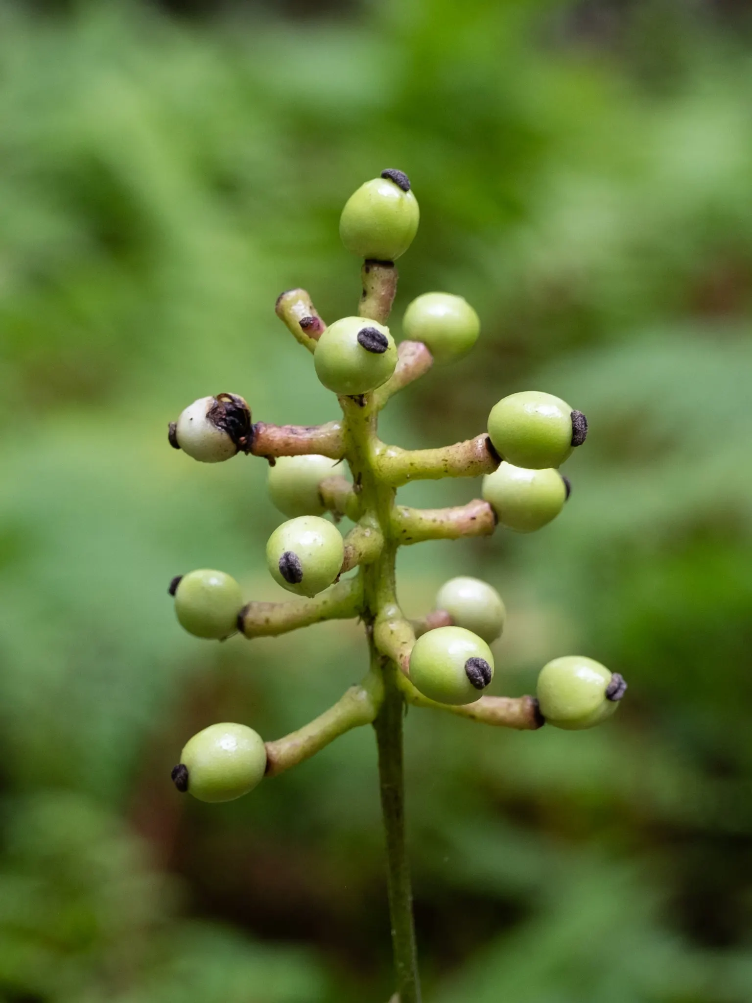 White Baneberry (Actaea Pachypoda) — reminiscent of the pupil of an eye