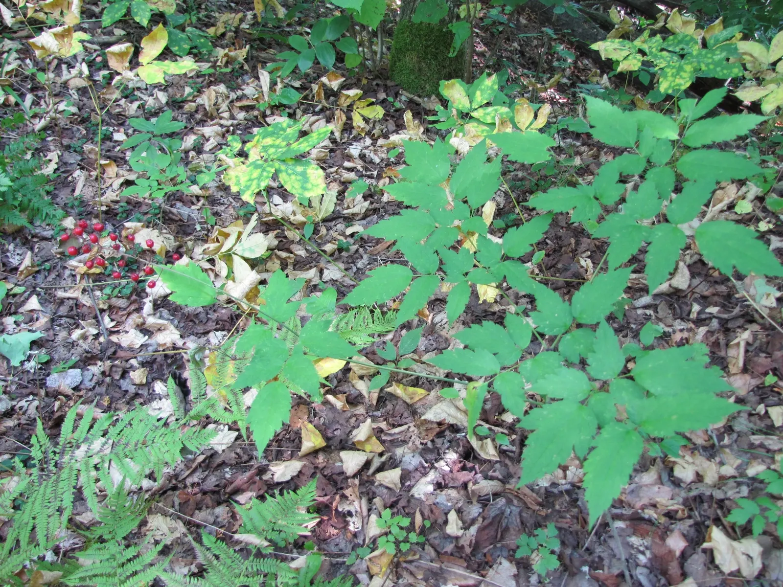 White Baneberry (Actaea Pachypoda) — offering a striking contrast.<br><br>However