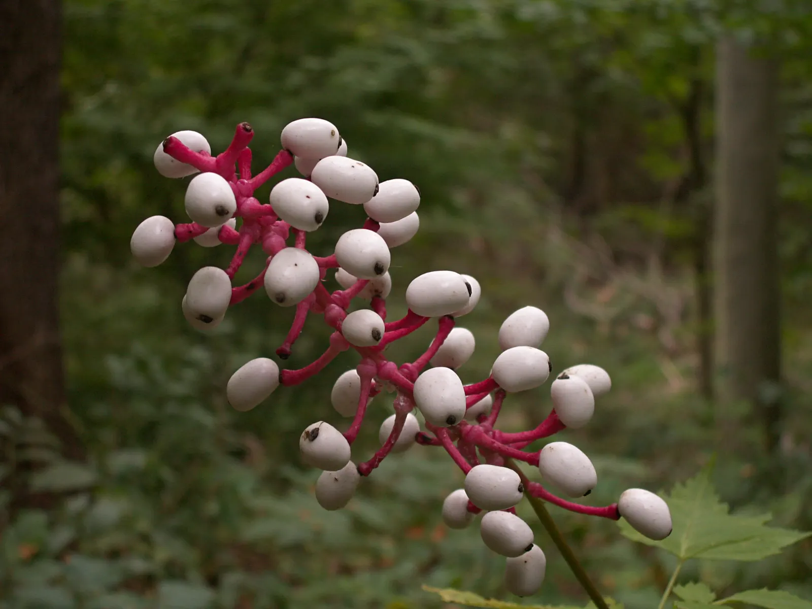 White Baneberry (Actaea Pachypoda) — every part of this plant is highly toxic if ingested; presents a unique and mystical element to any garden