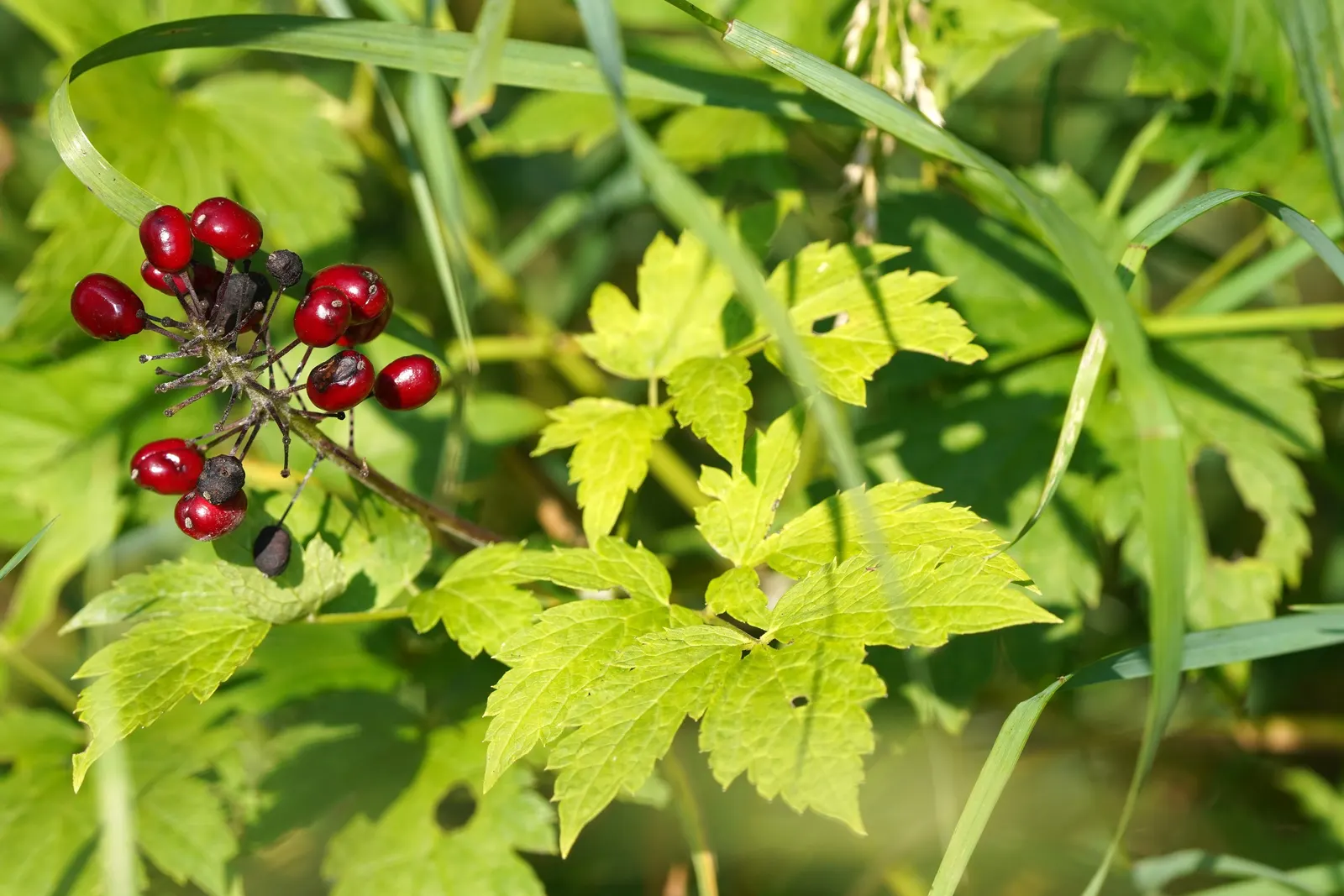 White Baneberry (Actaea Pachypoda) — White baneberry flourishes in rich; white fruit that gives it the common name "Doll\'s Eyes." This North American