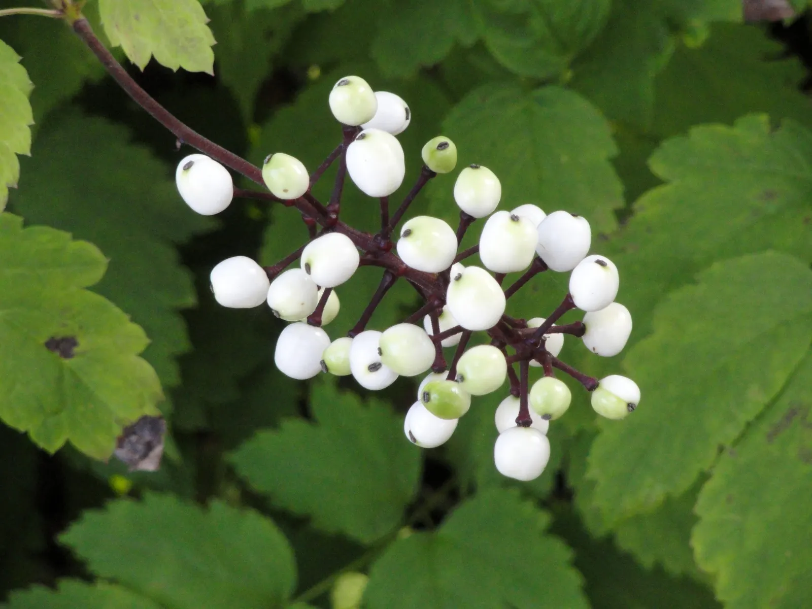White Baneberry (Actaea Pachypoda) — also known as 'Doll's Eyes,' is a North American perennial reaching heights of 1.5-2.5 feet; making it ideal for areas