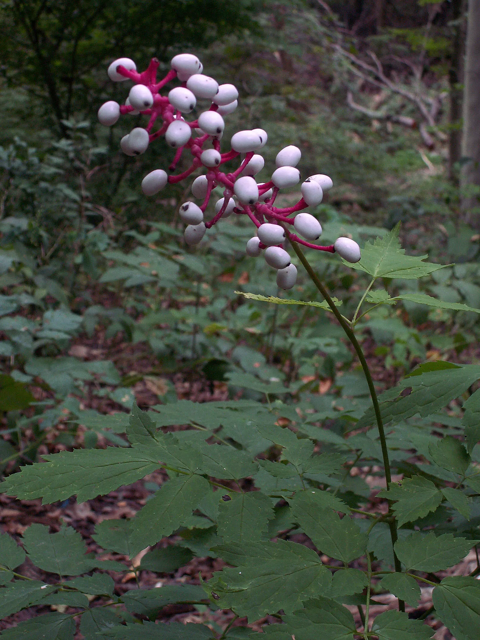 White Baneberry (Actaea Pachypoda) — the flowers give way to the distinctly eye-catching fruit - pearl-like berries with a contrasting black dot