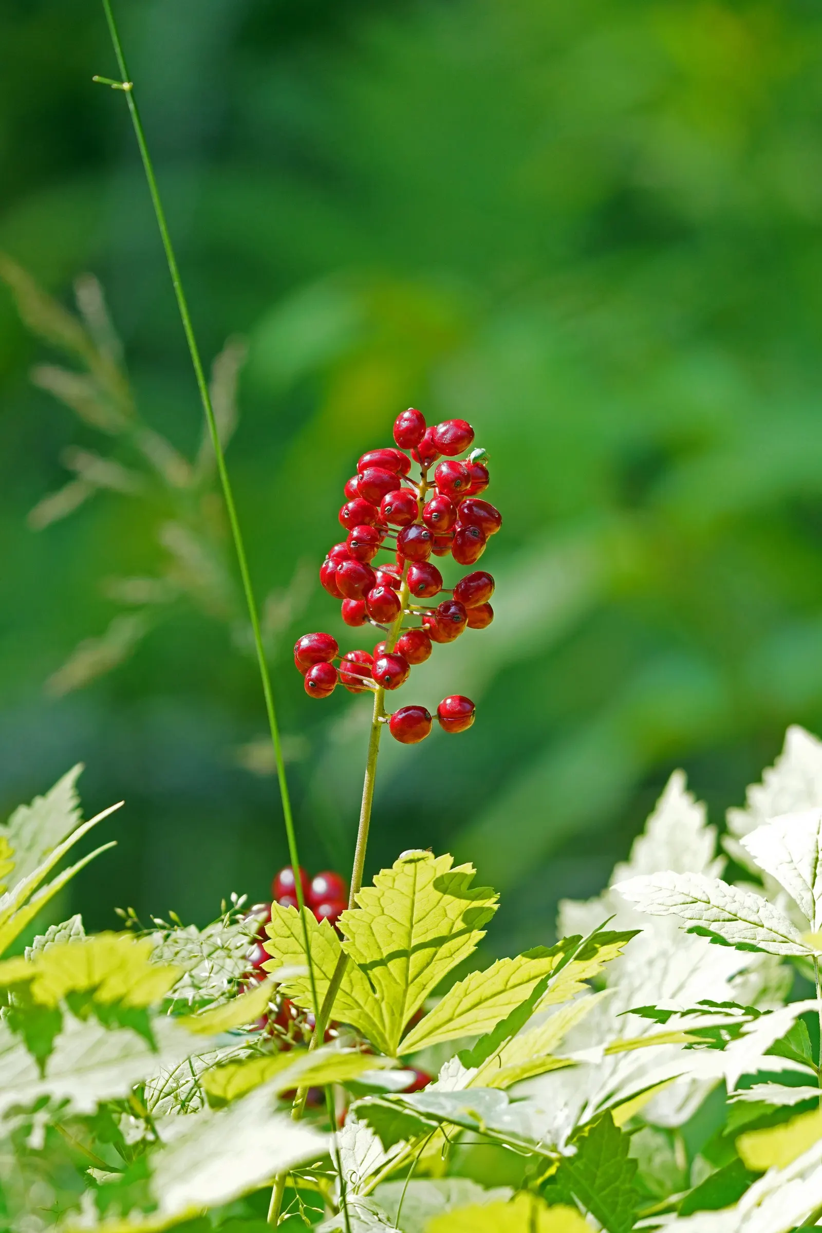White Baneberry (Actaea Pachypoda) — Its foliage adds texture to shade gardens; actaea pachypoda produces small white flowers on dense