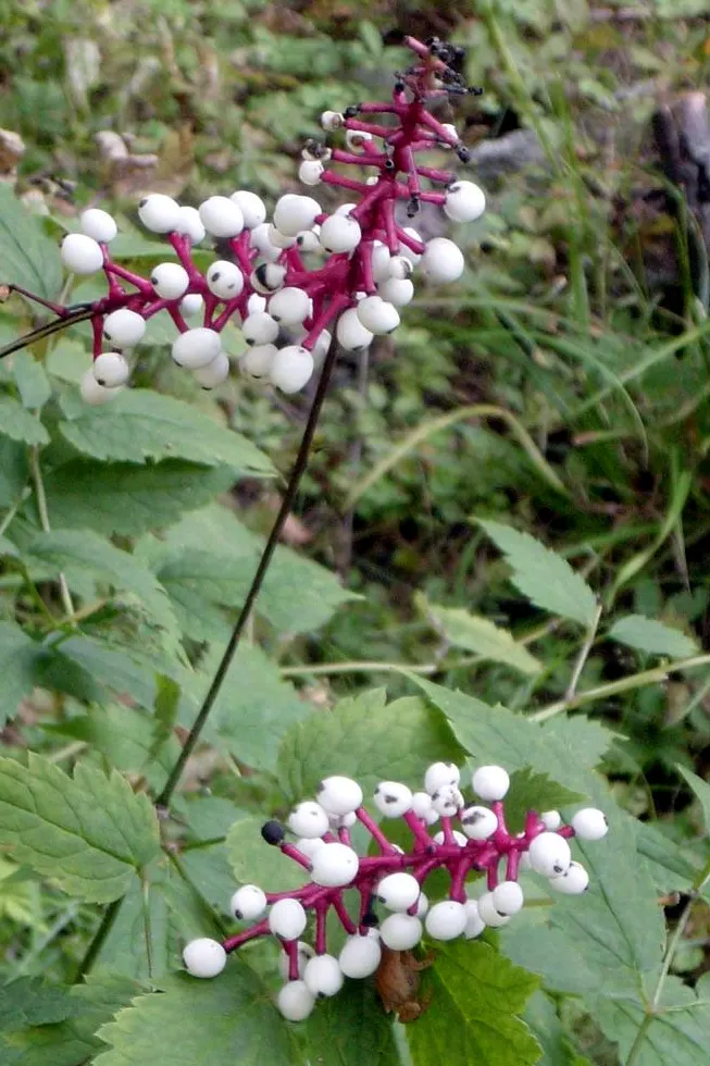 White Baneberry (Actaea Pachypoda) — Its foliage adds texture to shade gardens