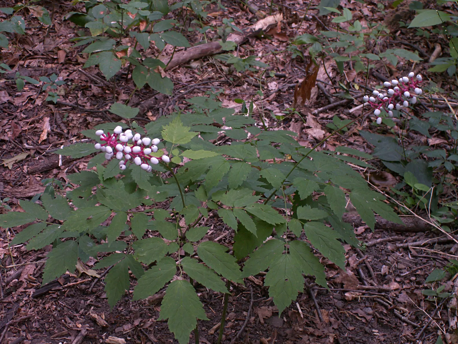 White Baneberry (Actaea Pachypoda) — deep green texture throughout the growing season; also known as 'Doll's Eyes,' is a North American perennial, image 75