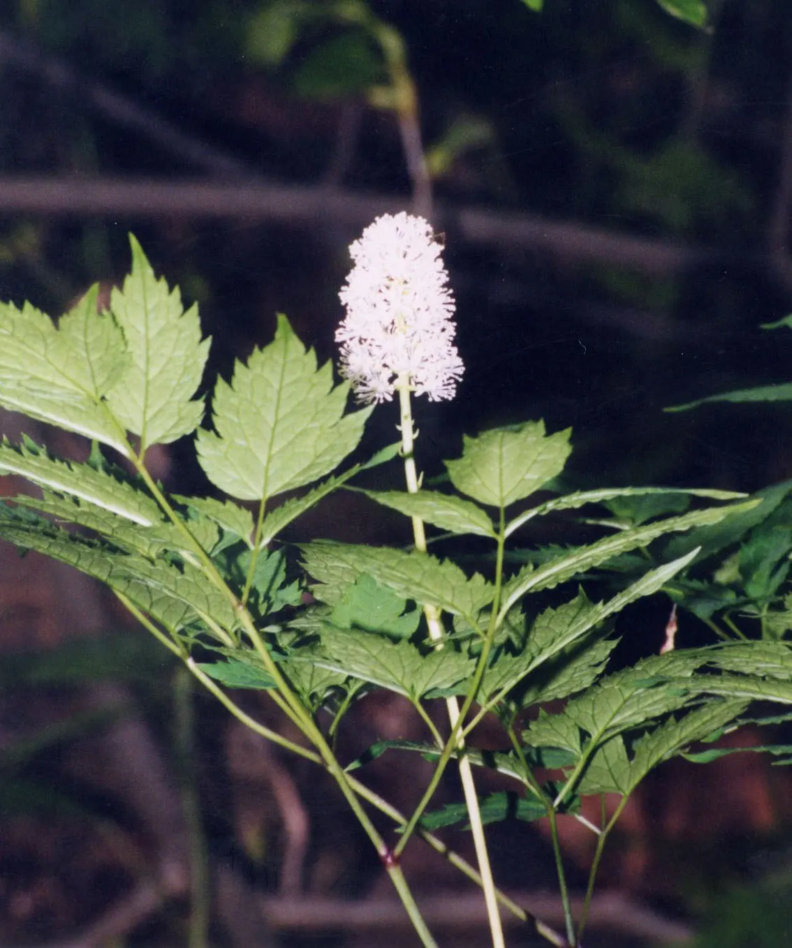 White Baneberry (Actaea Pachypoda) — white flowers in the garden