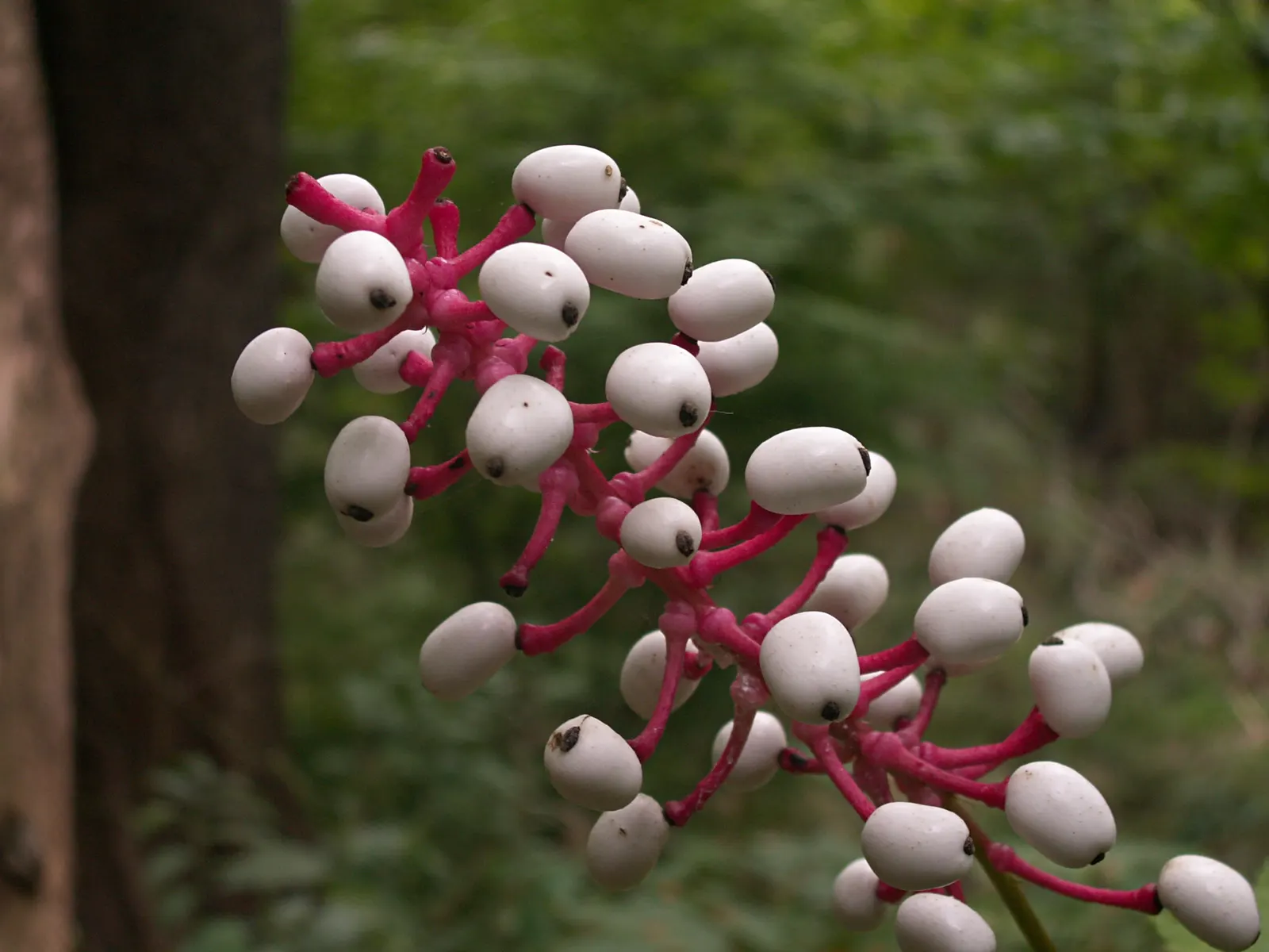 White Baneberry (Actaea Pachypoda) — which can reach up to 6 inches in length; white flowers in the garden