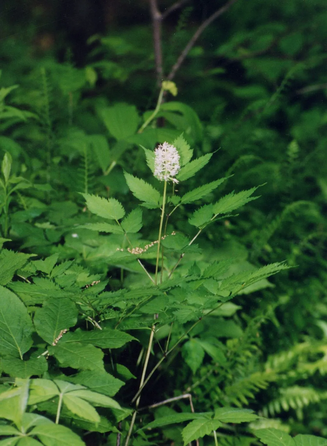 White Baneberry (Actaea Pachypoda) — White Baneberry (Actaea pachypoda)