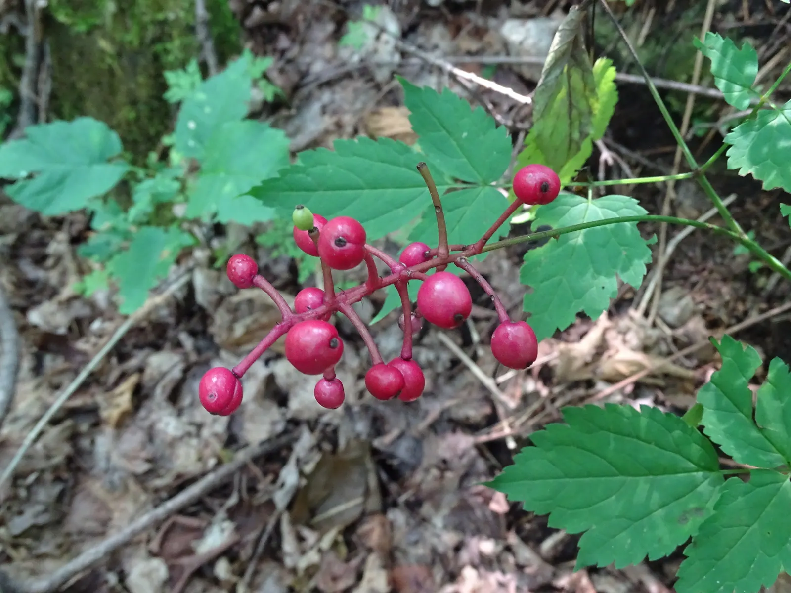 White Baneberry (Actaea Pachypoda) — deep green texture throughout the growing season; also known as 'Doll's Eyes,' is a North American perennial reaching
